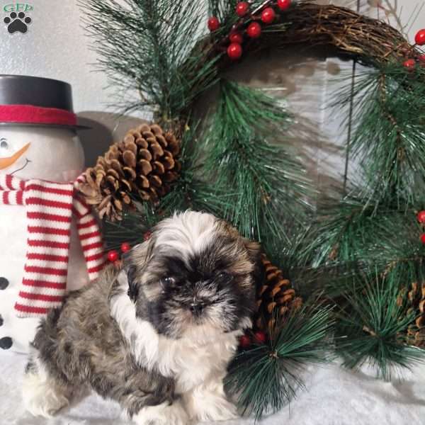 Romeo, Shih Tzu Puppy
