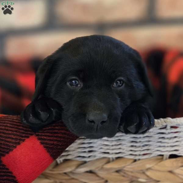 Cooper, Black Labrador Retriever Puppy