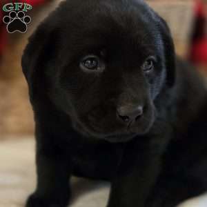 Cooper, Black Labrador Retriever Puppy
