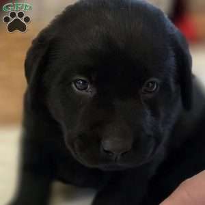 Cooper, Black Labrador Retriever Puppy