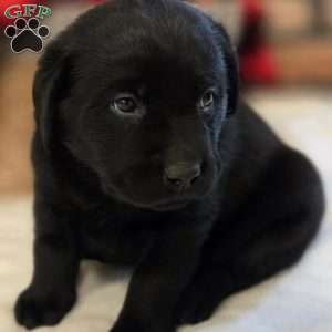 Cooper, Black Labrador Retriever Puppy