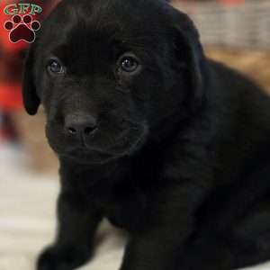Cooper, Black Labrador Retriever Puppy