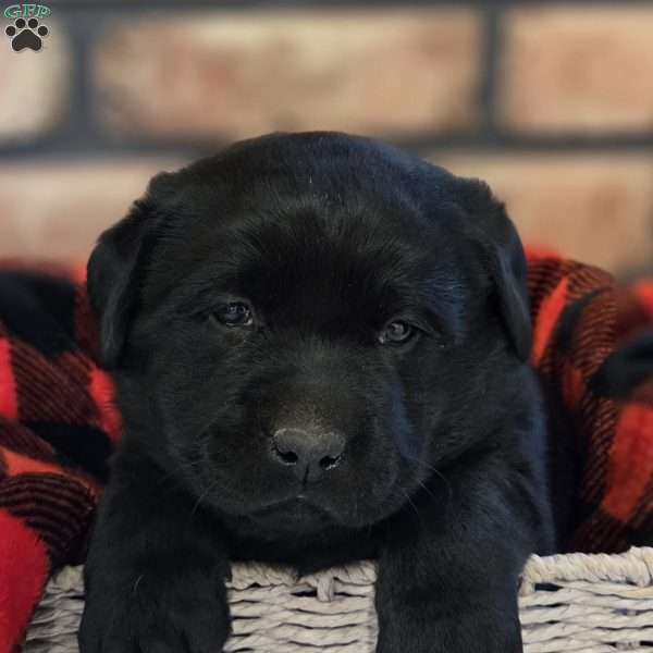 Captain, Black Labrador Retriever Puppy