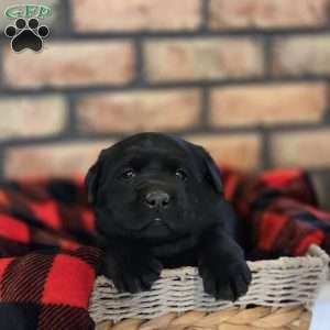 Captain, Black Labrador Retriever Puppy
