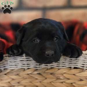 Captain, Black Labrador Retriever Puppy