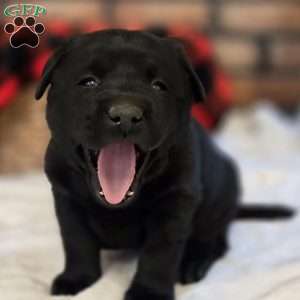 Captain, Black Labrador Retriever Puppy
