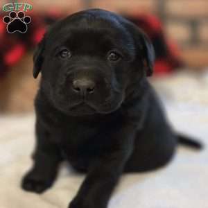 Captain, Black Labrador Retriever Puppy