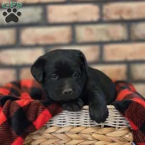 Chief, Black Labrador Retriever Puppy