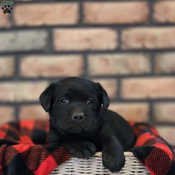 Chief, Black Labrador Retriever Puppy