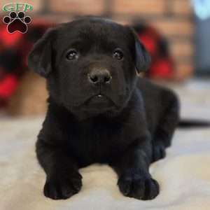Chief, Black Labrador Retriever Puppy