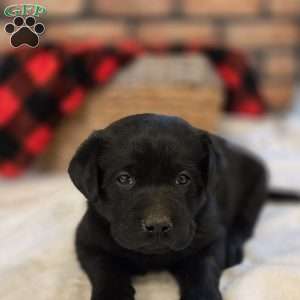 Chief, Black Labrador Retriever Puppy