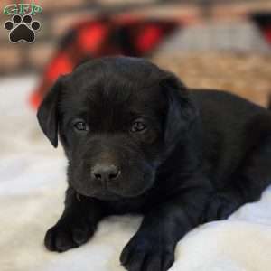 Chief, Black Labrador Retriever Puppy