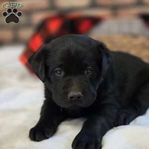 Chief, Black Labrador Retriever Puppy