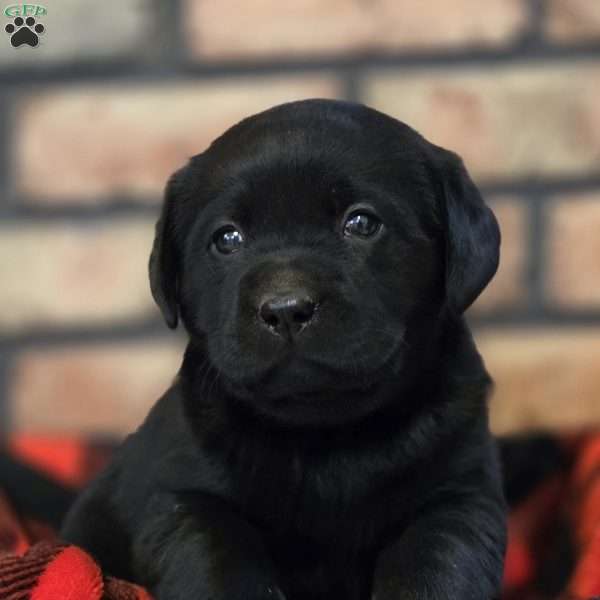 Cora, Black Labrador Retriever Puppy
