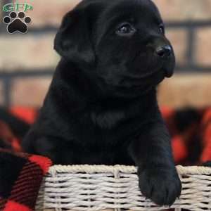 Cora, Black Labrador Retriever Puppy