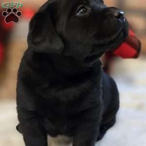 Cora, Black Labrador Retriever Puppy