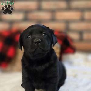 Cora, Black Labrador Retriever Puppy