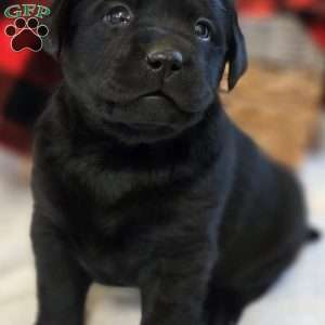 Cora, Black Labrador Retriever Puppy