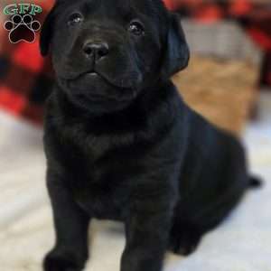 Cora, Black Labrador Retriever Puppy