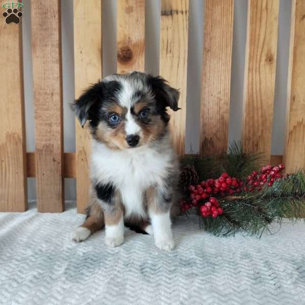 Bella, Miniature Australian Shepherd Puppy