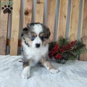 Milo, Miniature Australian Shepherd Puppy