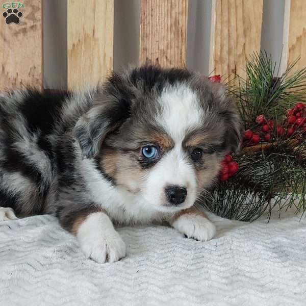 Milo, Miniature Australian Shepherd Puppy