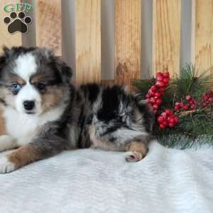 Milo, Miniature Australian Shepherd Puppy