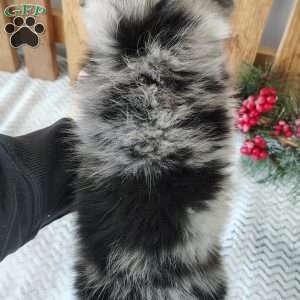 Milo, Miniature Australian Shepherd Puppy