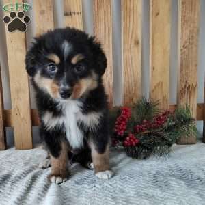 Tucker, Miniature Australian Shepherd Puppy