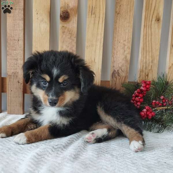 Tucker, Miniature Australian Shepherd Puppy