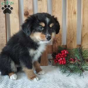 Tucker, Miniature Australian Shepherd Puppy