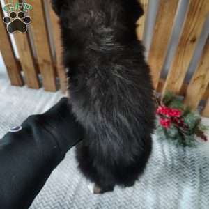 Tucker, Miniature Australian Shepherd Puppy