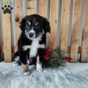 Orea, Miniature Australian Shepherd Puppy