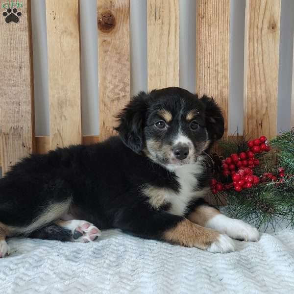 Orea, Miniature Australian Shepherd Puppy
