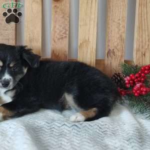 Orea, Miniature Australian Shepherd Puppy