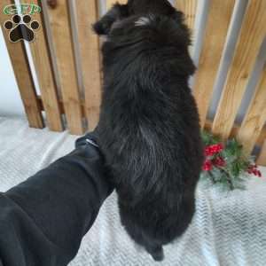 Orea, Miniature Australian Shepherd Puppy