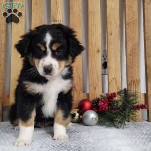 Jax, Miniature Australian Shepherd Puppy