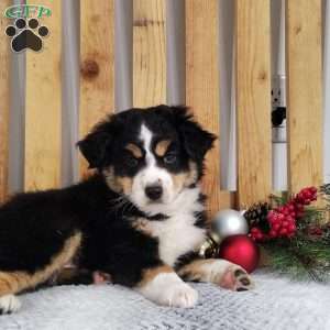 Jax, Miniature Australian Shepherd Puppy