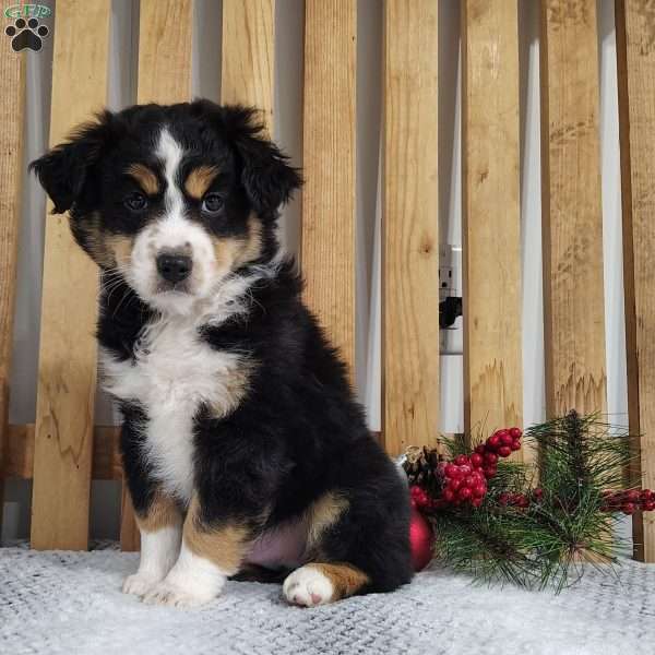 Jax, Miniature Australian Shepherd Puppy
