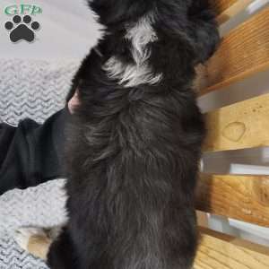 Jax, Miniature Australian Shepherd Puppy