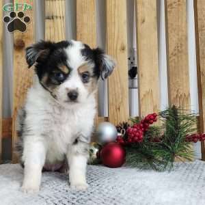 Charlie, Miniature Australian Shepherd Puppy