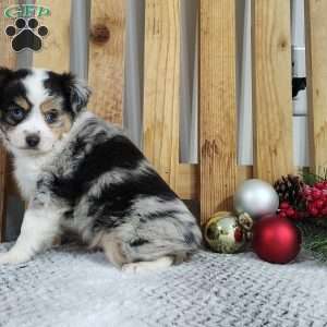 Charlie, Miniature Australian Shepherd Puppy