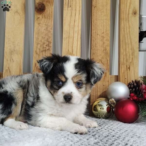 Charlie, Miniature Australian Shepherd Puppy