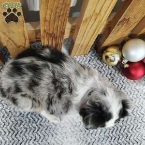 Charlie, Miniature Australian Shepherd Puppy