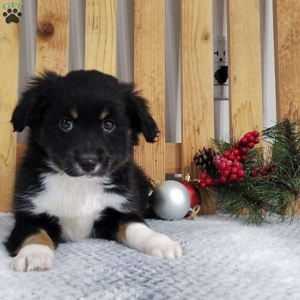 Bear, Miniature Australian Shepherd Puppy