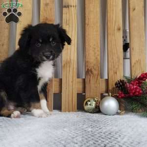 Bear, Miniature Australian Shepherd Puppy