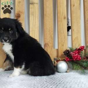 Bear, Miniature Australian Shepherd Puppy