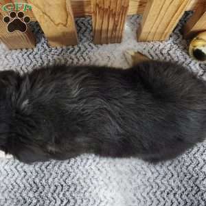 Bear, Miniature Australian Shepherd Puppy