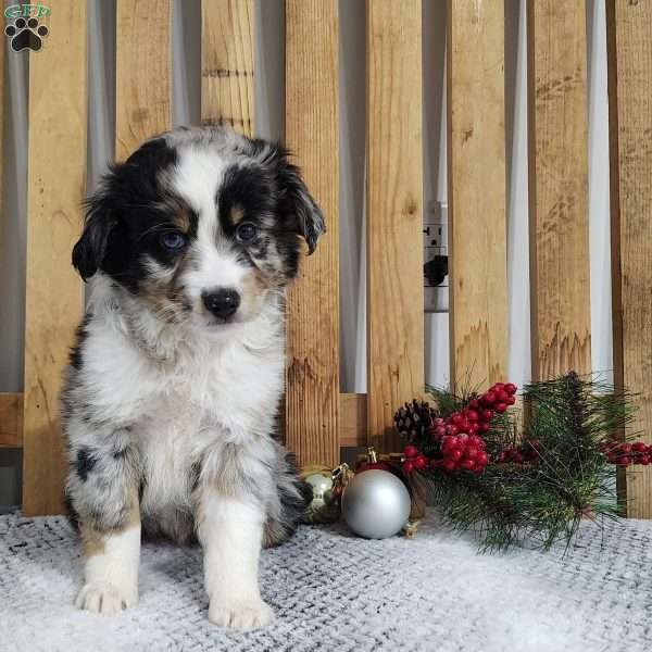 Finn, Miniature Australian Shepherd Puppy