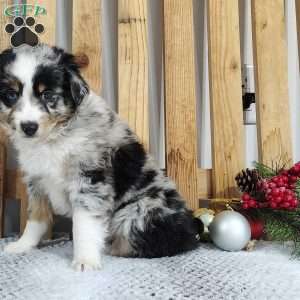 Finn, Miniature Australian Shepherd Puppy